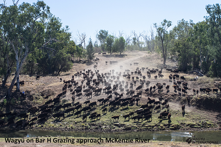 Photo of Wagyu mob about to drink from MacKenzie River in Central Queenland